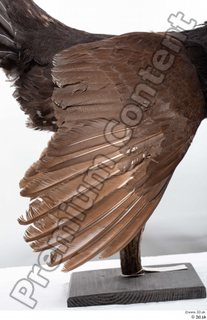 Western capercaillie back feathers wings 0005.jpg